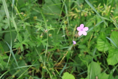 Geranium asphodeloides