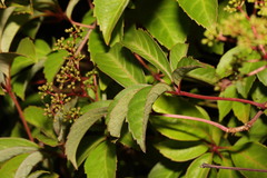 Stephen James McWilliam, CC0, iNaturalist via GBIF Parthenocissus henryana, photograph Stephen James McWilliam, CC0, iNaturalist via GBIF