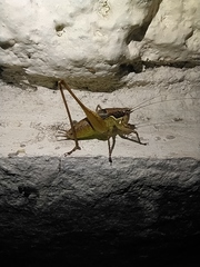 Pachytrachis gracilis