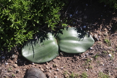 Haemanthus