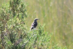 Oreoscoptes montanus