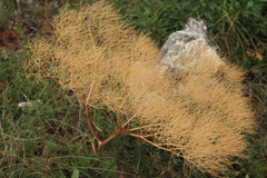 Prangos trifida