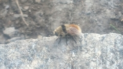 Cephenemyia