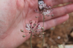 Allium moschatum
