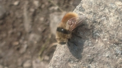 Cephenemyia