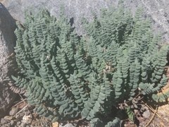 Pellaea bridgesii