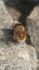 Cephenemyia