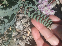 Pellaea bridgesii