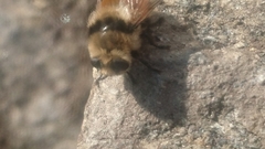 Cephenemyia