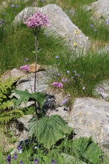 Adenostyles alliariae