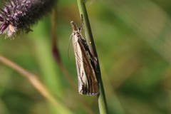 Catoptria combinella