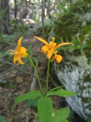 Lilium parvum