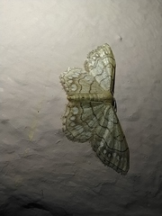 Idaea moniliata