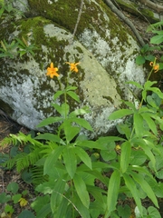 Lilium parvum
