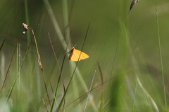 Crocota pseudotinctaria