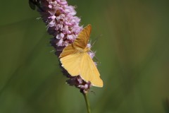Crocota pseudotinctaria