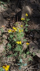 Lotus corniculatus