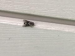 Tabanus trimaculatus