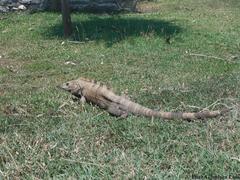 Ctenosaura similis similis