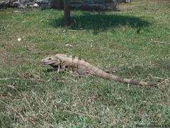 Ctenosaura similis similis