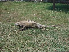 Ctenosaura similis similis