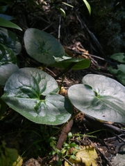 Asarum lemmonii