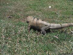 Ctenosaura similis similis