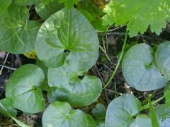 Asarum lemmonii