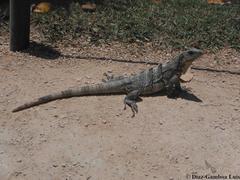 Ctenosaura similis similis