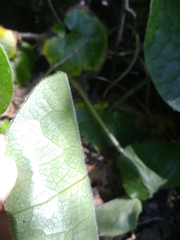 Asarum lemmonii