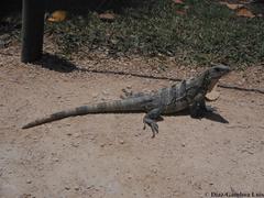 Ctenosaura similis similis