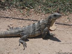 Ctenosaura similis similis