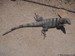 Ctenosaura similis similis