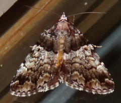 Allotria
