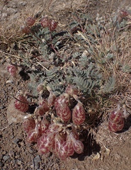 Astragalus whitneyi confusus