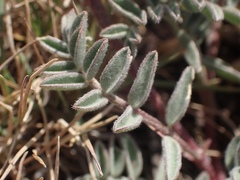 Astragalus whitneyi confusus