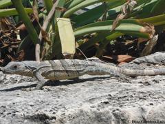 Ctenosaura similis similis