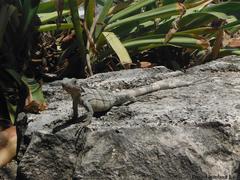 Ctenosaura similis similis