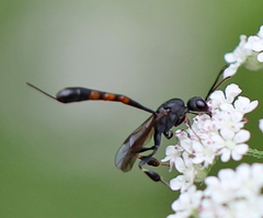 Gasteruption assectator