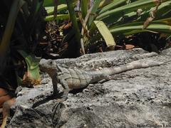 Ctenosaura similis similis