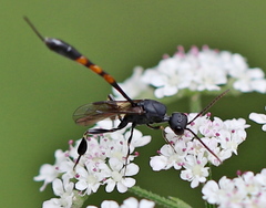 Gasteruption assectator