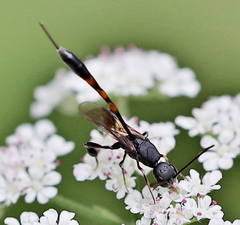 Gasteruption assectator