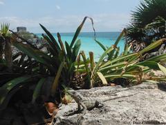 Ctenosaura similis similis