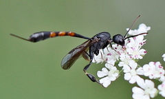 Gasteruption assectator