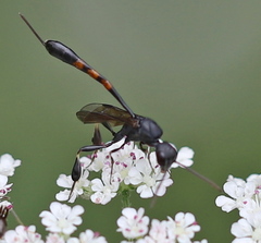 Gasteruption assectator