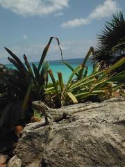 Ctenosaura similis similis