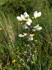 Baptisia alba macrophylla