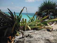 Ctenosaura similis similis