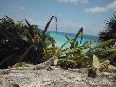 Ctenosaura similis similis