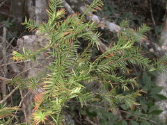 Torreya taxifolia image